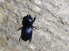 Figulus binodulus