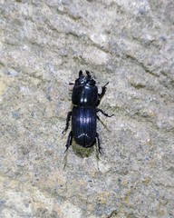 Figulus binodulus