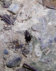 Physodera eschscholtzii