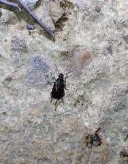 Physodera eschscholtzii