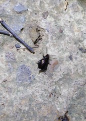 Physodera eschscholtzii