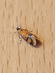 Promalactis procerella