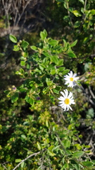 Olearia tomentosa