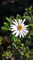 Olearia tomentosa