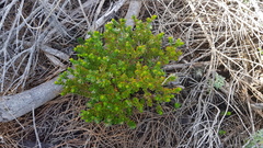 Platysace stephensonii