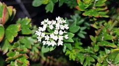 Platysace stephensonii