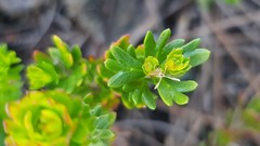 Platysace stephensonii