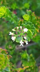 Platysace stephensonii