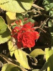 Castilleja mendocinensis