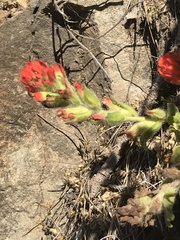 Castilleja mendocinensis