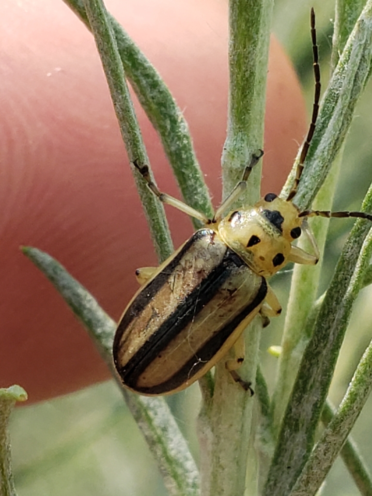 Rabbitbrush Beetle