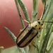 Rabbitbrush Beetle - Photo (c) Mark Richman, some rights reserved (CC BY), uploaded by Mark Richman