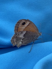 Coenonympha thyrsis