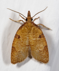 Cenopis directana