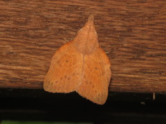 Pararguda tephropsis