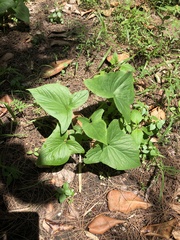 Typhonium roxburghii