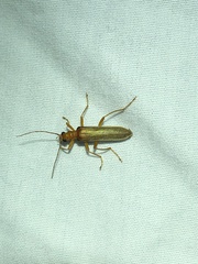 Nacerdes testacea