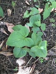 Typhonium roxburghii