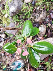 Rhododendron thomsonii