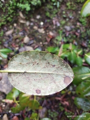 Rhododendron thomsonii