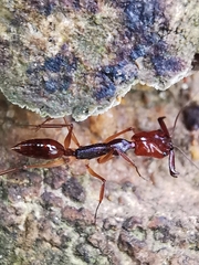 Odontomachus rixosus