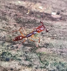 Odontomachus rixosus