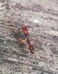 Odontomachus rixosus