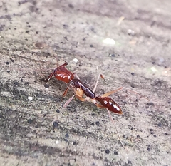 Odontomachus rixosus