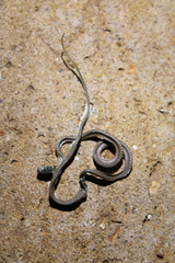 Demansia calodera