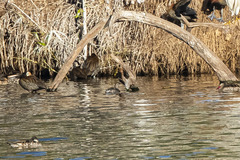 Tachybaptus pelzelnii