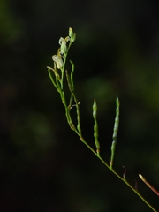 Streptanthus morrisonii