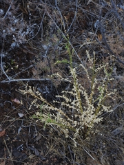 Astragalus clevelandii