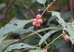 Siparuna grandiflora