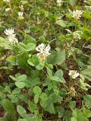 Trifolium repens