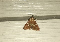 Epascestria pustulalis