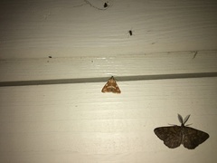 Epascestria pustulalis