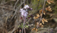 Ocimum burchellianum