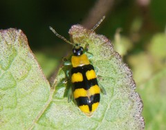 Systena chloropus