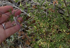 Ocimum burchellianum