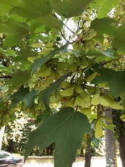 Acer pseudoplatanus