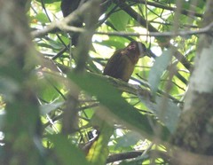 Clibanornis rubiginosus