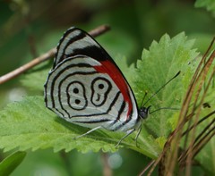 Diaethria anna