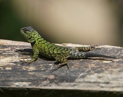 Sceloporus hondurensis