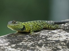 Sceloporus hondurensis
