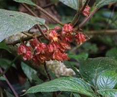 Glossoloma cucullatum