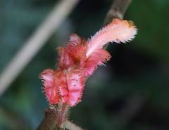 Glossoloma cucullatum