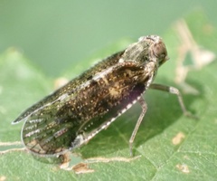 Cixius nervosus
