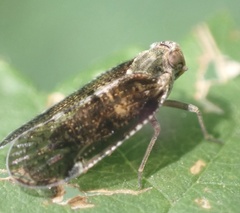 Cixius nervosus