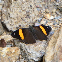 Diaethria pandama