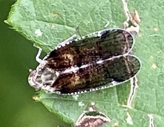 Cixius nervosus